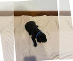 Puppy Blue collar Labrador Retriever