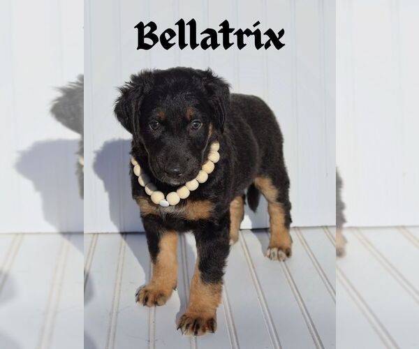 Medium Photo #1 Xoloitzcuintli (Mexican Hairless) Puppy For Sale in MERCED, CA, USA