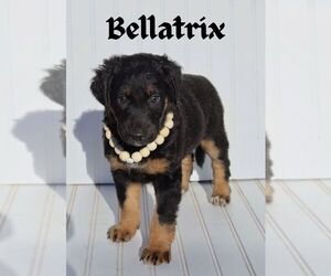 Xoloitzcuintli (Mexican Hairless) Puppy for sale in MERCED, CA, USA