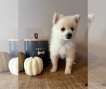 Small #3 Pomeranian