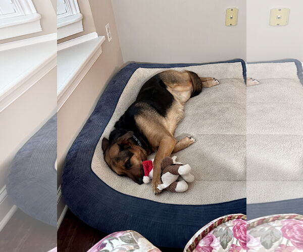 Medium Photo #5 German Shepherd Dog-Unknown Mix Puppy For Sale in Mechanicsburg, PA, USA