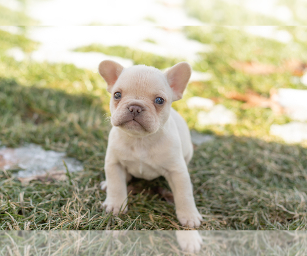 Medium Photo #2 French Bulldog Puppy For Sale in NAPPANEE, IN, USA