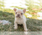Small #1 French Bulldog