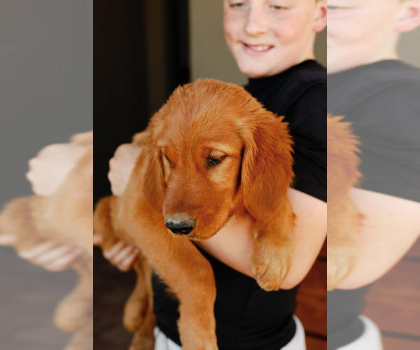 Medium Photo #12 Golden Retriever Puppy For Sale in CHINO VALLEY, AZ, USA