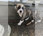 Small Photo #7 American Bulldog Puppy For Sale in EAST WENATCHEE, WA, USA