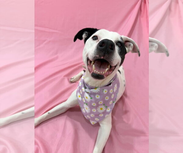 Medium Photo #6 Boxerhoula Puppy For Sale in Sandy, UT, USA