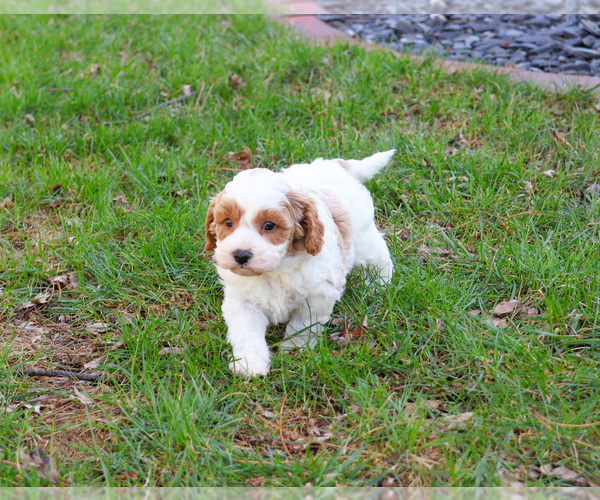 Medium Photo #2 Cavapoo (Miniature) Puppy For Sale in SYRACUSE, IN, USA