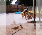 Small Photo #14 Presa Canario Puppy For Sale in ROANOKE, VA, USA