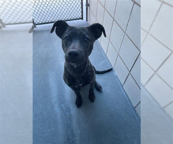 Medium Photo #1 American Pit Bull Terrier Puppy For Sale in Corpus Christi, TX, USA