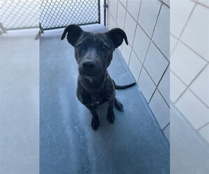 American Pit Bull Terrier Dogs for adoption in Corpus Christi, TX, USA