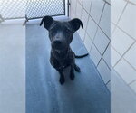 TOT - Female American Pit Bull Terrier Dog for Adoption - Small photo