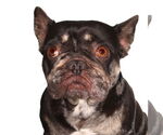 Small French Bulldog Mix