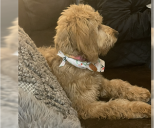 Mother of the Goldendoodle-Poodle (Miniature) Mix puppies born on 07/13/2025
