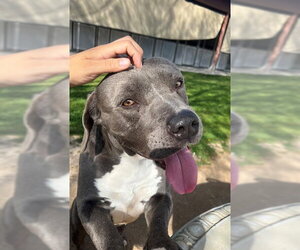 Mutt Dogs for adoption in Riverside, CA, USA