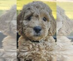 Puppy Charlie Goldendoodle