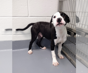 Mutt Dogs for adoption in Hilton Head, SC, USA