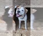 Small #2 American Staffordshire Terrier Mix