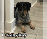 Small Photo #9 Dachshund-Unknown Mix Puppy For Sale in San Antonio, TX, USA