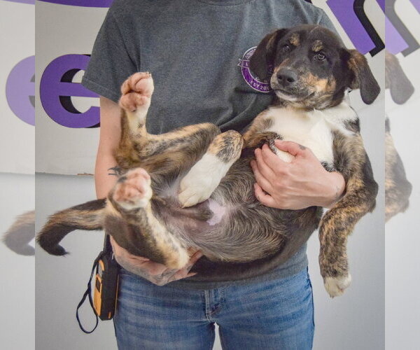 Medium Photo #3 Shepweiller Puppy For Sale in Huntley, IL, USA