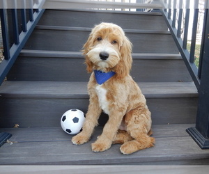 Cockapoo Puppy for sale in MILLERSBURG, OH, USA