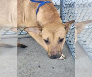 Staffordshire Bull Terrier Dogs for adoption in Bakersfield, CA, USA