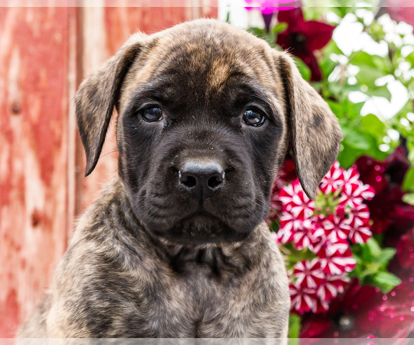 Medium Photo #3 Mastiff Puppy For Sale in WAKARUSA, IN, USA