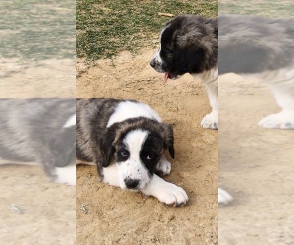 Medium Photo #2 Anatolian Shepherd Puppy For Sale in CUMBY, TX, USA