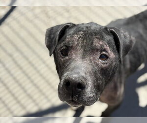 Mutt Dogs for adoption in Tulsa, OK, USA