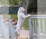 Small Photo #7 American Bulldog Puppy For Sale in WEST GROVE, PA, USA