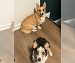Small Pembroke Welsh Corgi