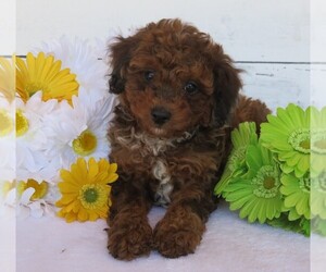 Poodle (Toy) Puppy for Sale in HANCOCK, Minnesota USA