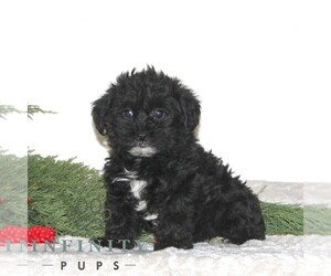 Shih Tzu-YorkiePoo Mix Puppy for sale in RISING SUN, MD, USA
