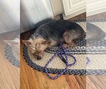 Small Photo #7 Silky Terrier Puppy For Sale in Chester, NJ, USA