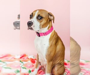 Boxer-Unknown Mix Dogs for adoption in Crystal , MN, USA