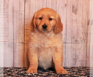 Golden Retriever Puppy for sale in APPLE CREEK, OH, USA