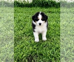 Puppy Black tri boy Australian Shepherd