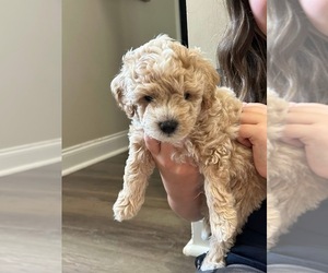 Maltipoo Puppy for sale in BESSEMER, AL, USA