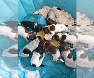 German Shorthaired Pointer Puppy for sale in SANTEE, CA, USA
