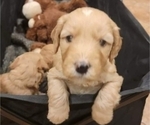 Small Photo #2 Goldendoodle Puppy For Sale in ATLANTA, GA, USA
