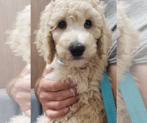 Poodle (Standard) Puppy for sale in ONTARIO, CA, USA