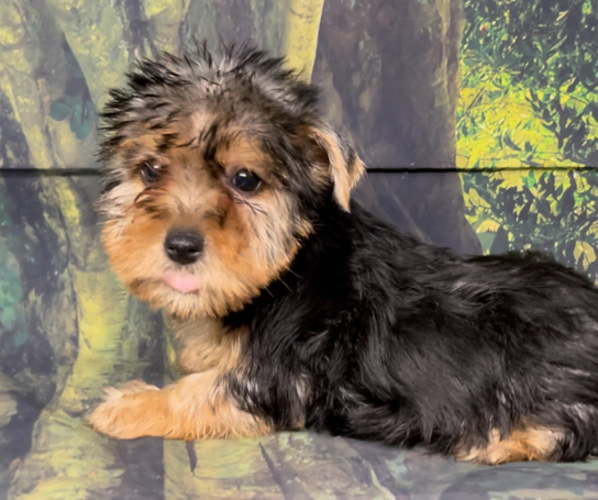 Medium Photo #7 Yorkshire Terrier Puppy For Sale in AZLE, TX, USA