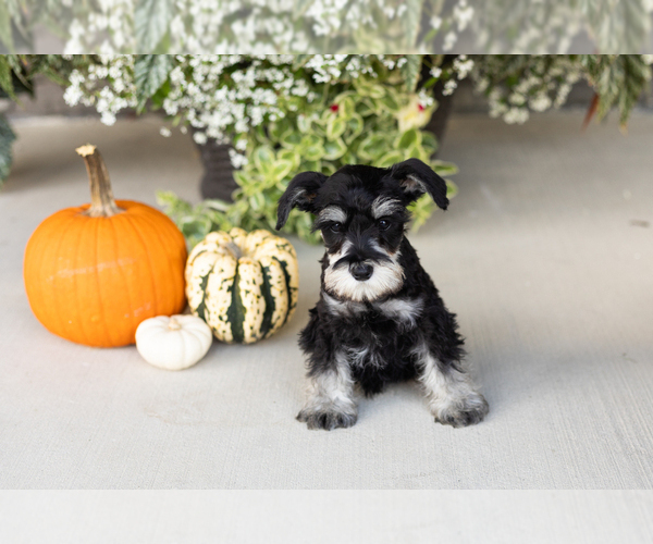 Medium Photo #20 Schnauzer (Miniature) Puppy For Sale in MILLERSBURG, IN, USA