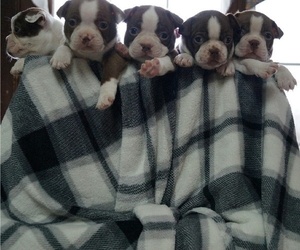 Boston Terrier Litter for sale in MYERSTOWN, PA, USA