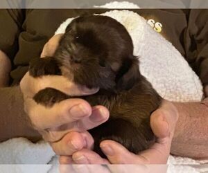 Shih Tzu Puppy for sale in RICEVILLE, TN, USA