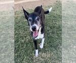 Small #2 Border Collie Mix
