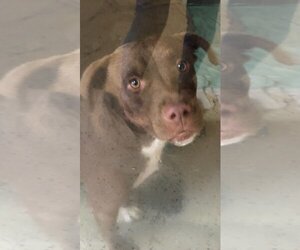 American Pit Bull Terrier-Labrador Retriever Mix Dogs for adoption in Texarkana, TX, USA
