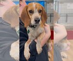 Small #1 Beagle Mix