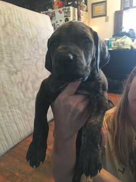 Medium Photo #19 Great Dane Puppy For Sale in WEIRTON, WV, USA