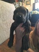 Small Photo #19 Great Dane Puppy For Sale in WEIRTON, WV, USA