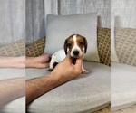 Image preview for Ad Listing. Nickname: Dachshund